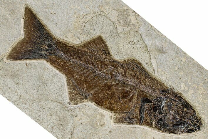Beautiful Fish Fossil (Mioplosus) - Uncommon Species #370877
